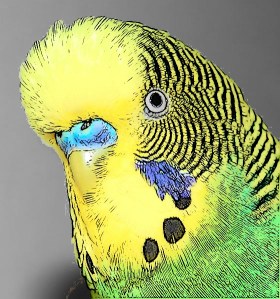 budgie head cartoon