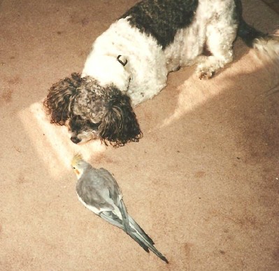 Peppy and Jimmy-2000