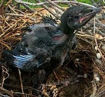 raven chick ugly