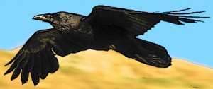 raven flying 2
