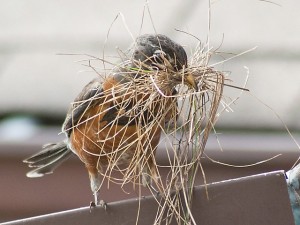 Bird building a nest on roof-bartramsgarden.org